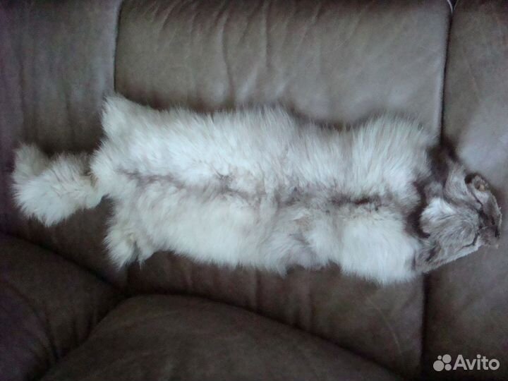 Шкура песца