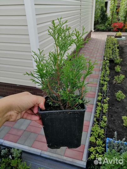 Саженцы туи Смарагд