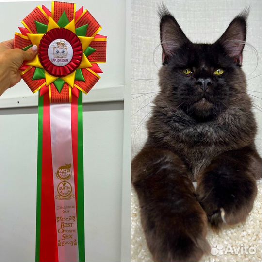 Котята мейн-кун