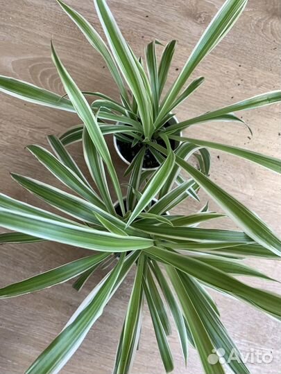 Хлорофитум вариегатный Драцена