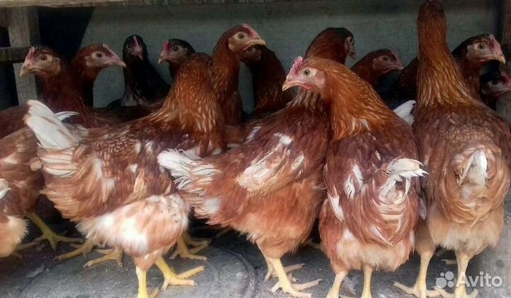 Куры несушки
