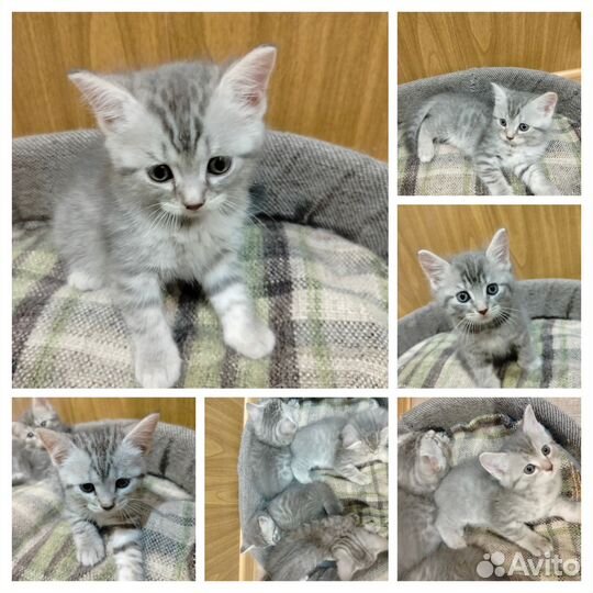 Британские котята