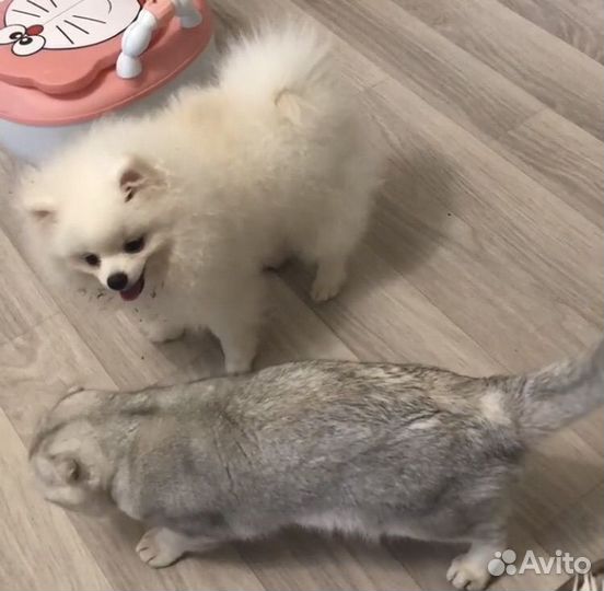 Померанский шпиц мини мальчик