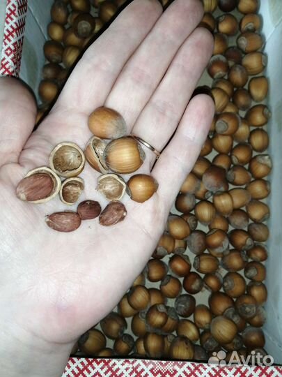 Орешник фундук (лещина) саженцы