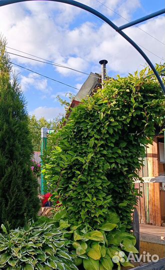 Саженцы китайского лимонника