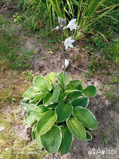 Саженцы многолетних цветов из сада