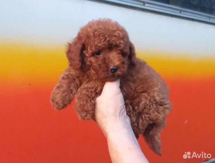 Той-пудель,красные малыши