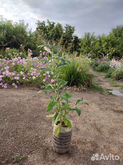 Будлея давида