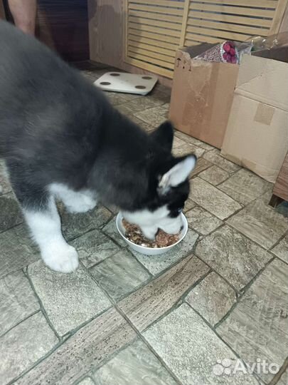 Консервы для собак