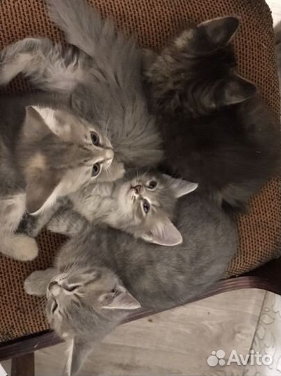 Кот и три кошечки