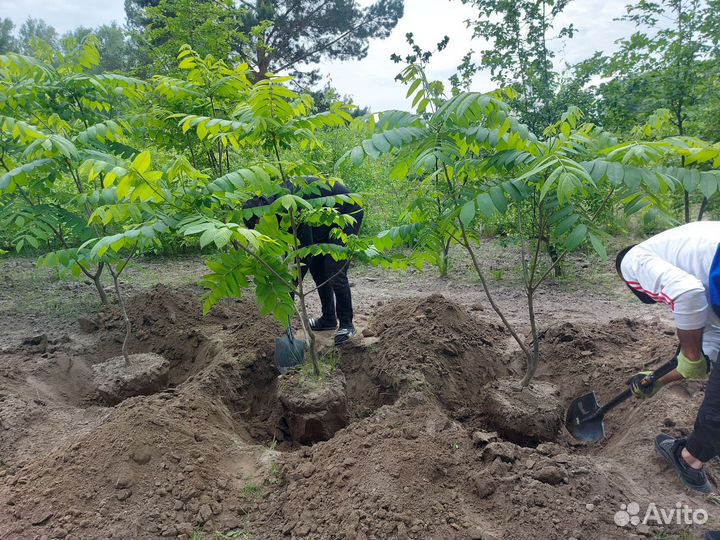 Манчжурский орех