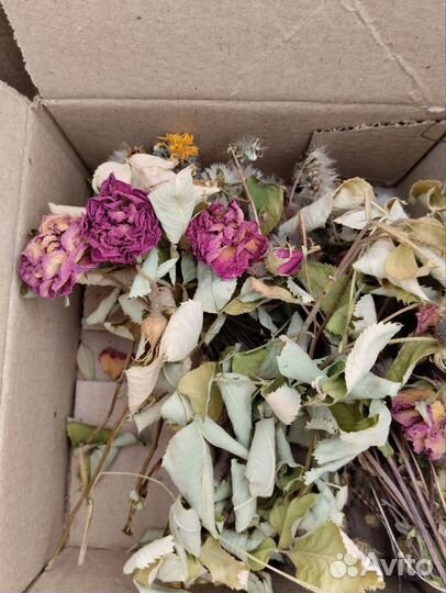 Сухоцветы (для дизайнерской бумаги и эпоксидки)