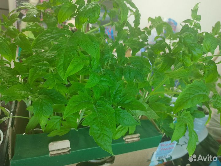 Рассада помидор, огурцов, перца