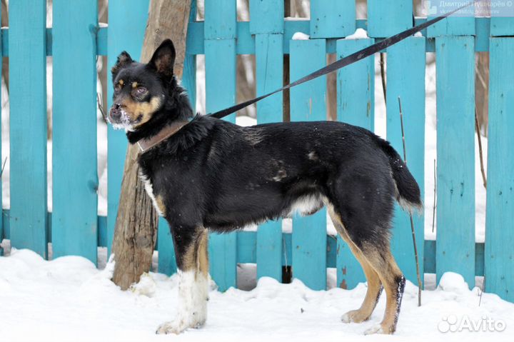 Умный Сириус