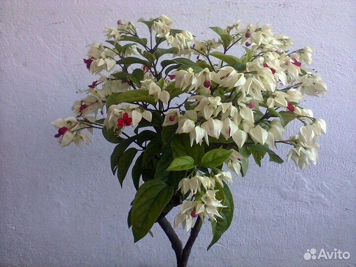 Клеродендрум томпсона