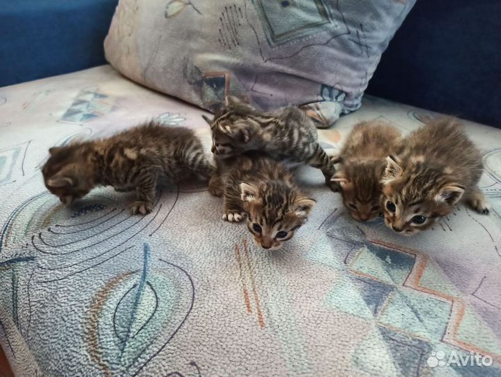 Отдам котят