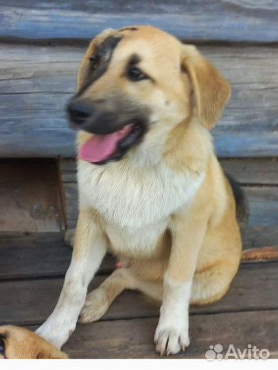 Щенок кобель мальчик в добрые руки бесплатно