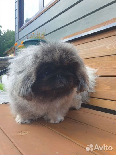 Вязка пекинес