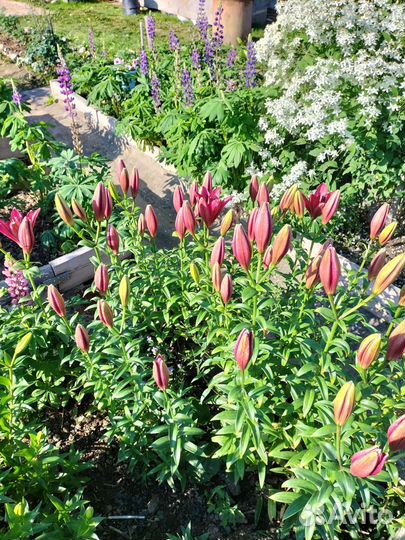 Срезка цветов