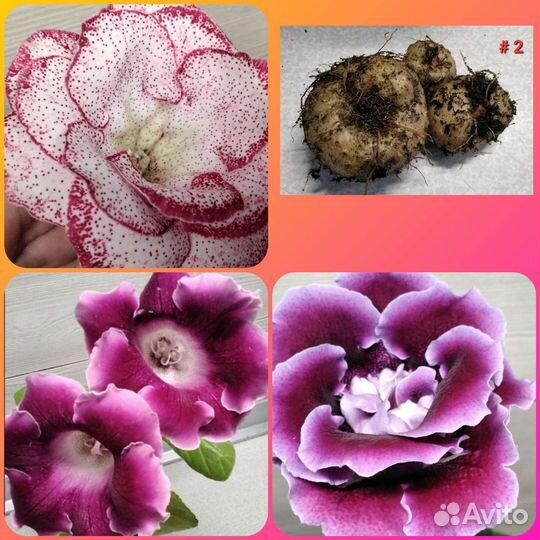 Глоксинии клубни