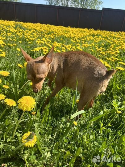 Той-терьер щенки