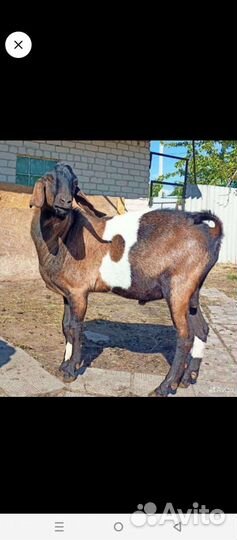 Коза дойная