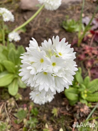 Примула мелкозубчатая