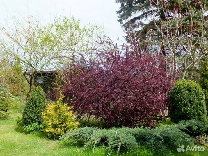 Барбарис краснолистный атропурпуреа