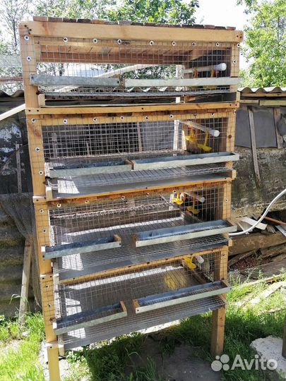 Клетка для перепелов бу