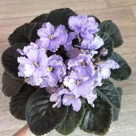 Укорененные черенки фиалок