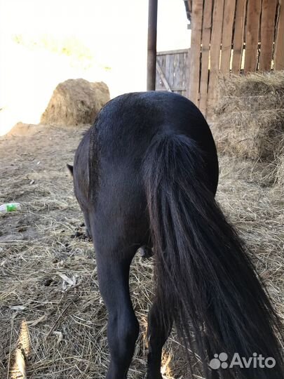 Пони жеребец