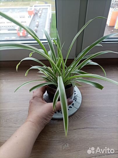 Хлорофитум