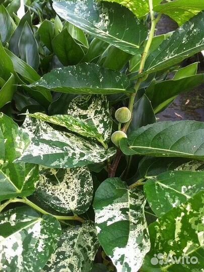 Фикус Аспера вариегатный