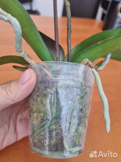 Орхидея фаленопсис бабочка