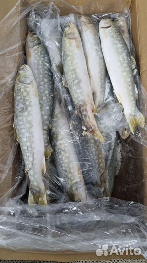 9 Рыба и Морепродукты. Доставка, Розница