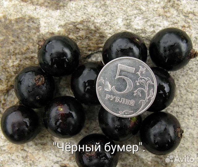 Саженцы черной смородины