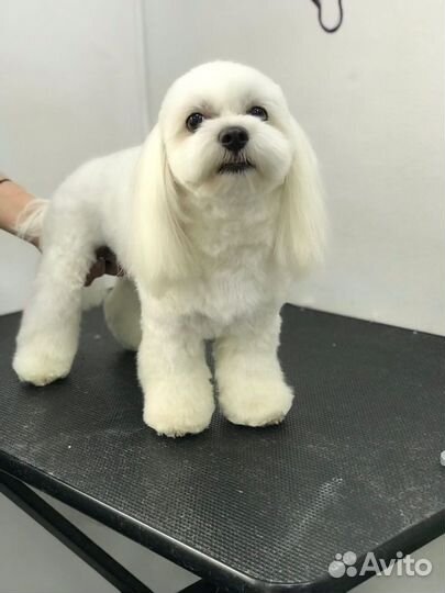 Мальтезе вязка