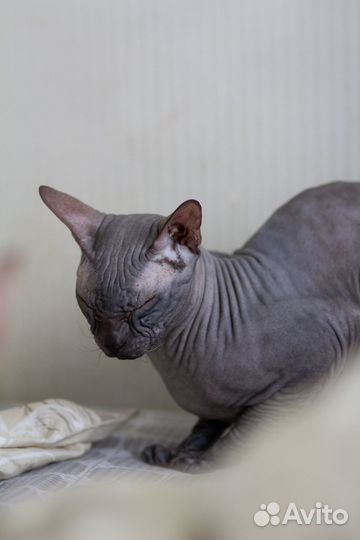 Донской сфинкс вязка