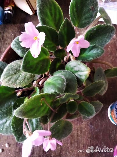 Цветы фиалки