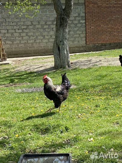 Молодые петухи