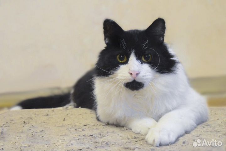 Атос - благородный кот вашей мечты