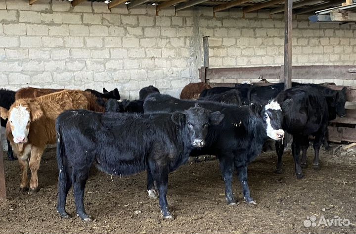 Продаются телки
