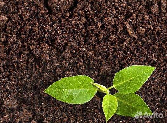 Чернозем плодородный в Зубчаниновке