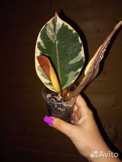 Фикус эластика белиз