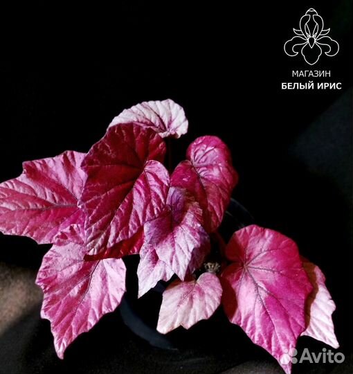 Бегонии сортовые