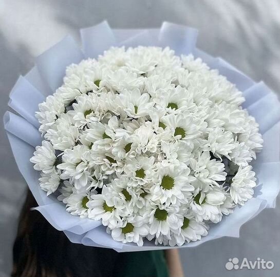 Доставка букетов и цветов. Хризантема