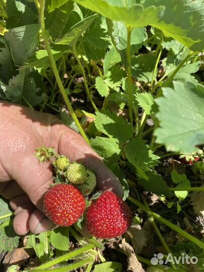 Саженцы клубники сорта Черный принц