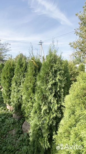 Саженцы Туи смарагд 2,59 метра