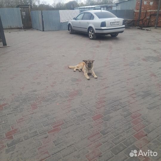 Отдам в добрые руки щенка