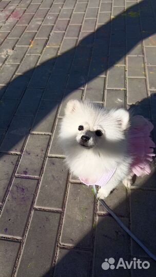 К продаже померанский шпиц